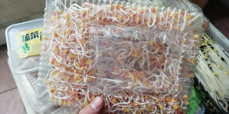 水培绿色芽苗菜