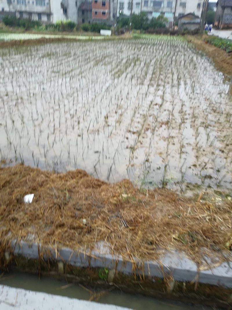 全国最大万亩灯心草基地