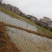 全国最大万亩灯心草基地