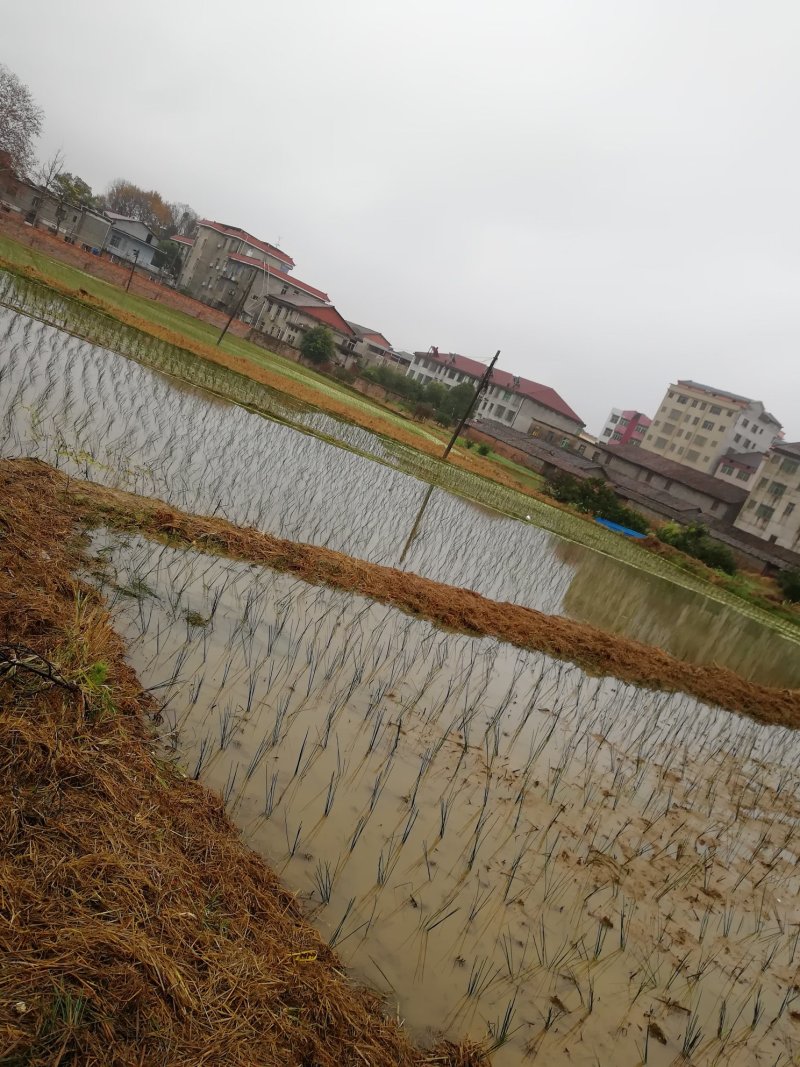 全国最大万亩灯心草基地