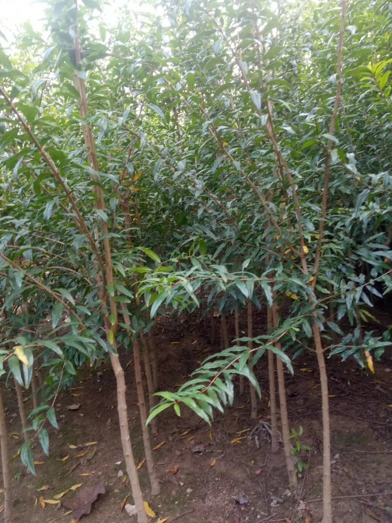石榴苗突尼斯软籽石榴树苗