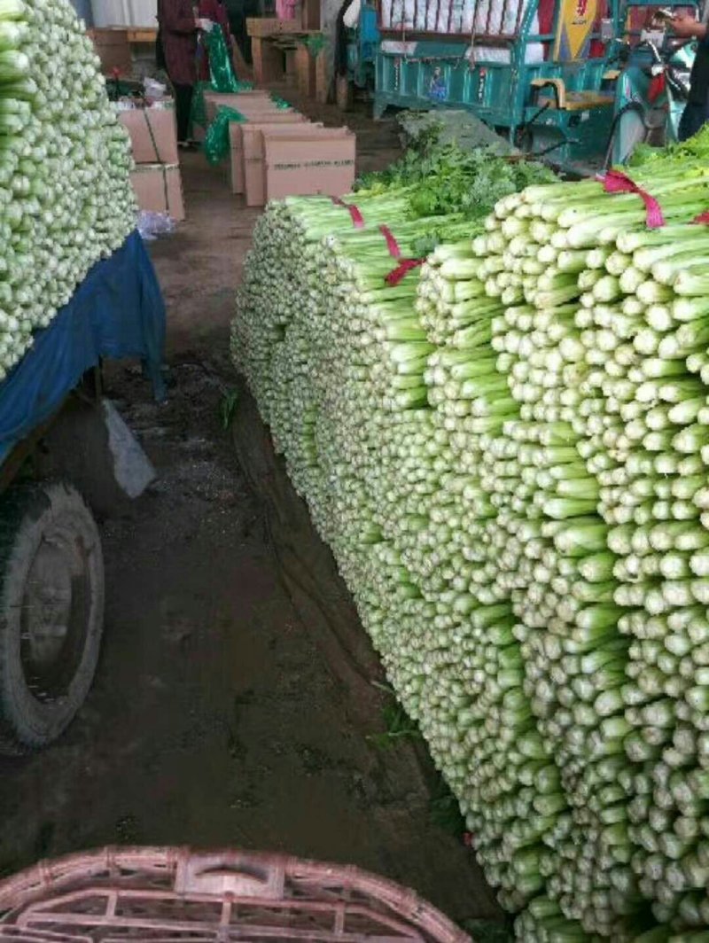河北芹菜商超直供，货源充足，规格齐全质量好