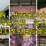 全年供应精品白蒜，内销、加工出口贸易，代收代存，冷库出租