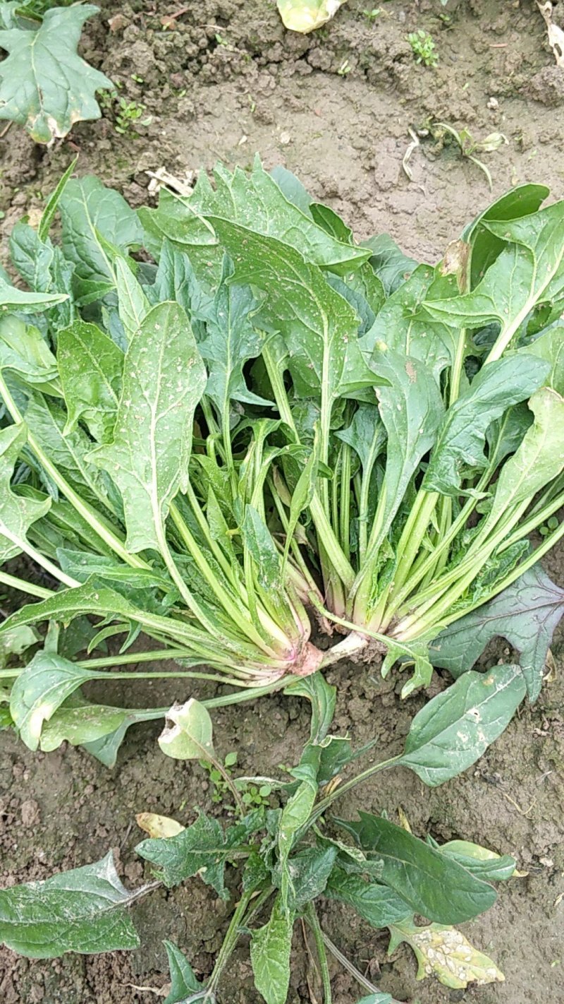 菠菜