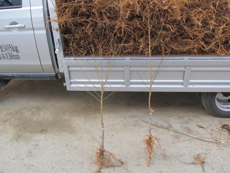 桃树苗水蜜桃苗黄桃寿桃盆栽地栽果树苗适应南方北方种植