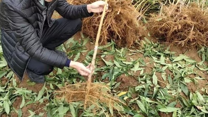 桃树苗水蜜桃苗黄桃寿桃盆栽地栽果树苗适应南方北方种植