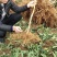 桃树苗水蜜桃苗黄桃寿桃盆栽地栽果树苗适应南方北方种植