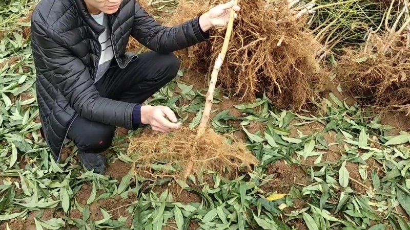 桃树苗水蜜桃苗黄桃寿桃盆栽地栽果树苗适应南方北方种植