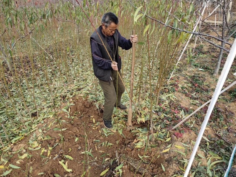 桃树苗水蜜桃苗黄桃寿桃盆栽地栽果树苗适应南方北方种植