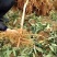 桃树苗水蜜桃苗黄桃寿桃盆栽地栽果树苗适应南方北方种植