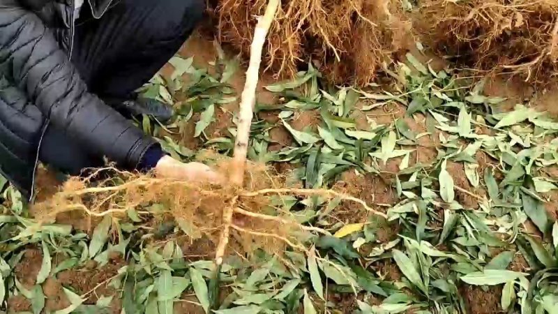 桃树苗水蜜桃苗黄桃寿桃盆栽地栽果树苗适应南方北方种植
