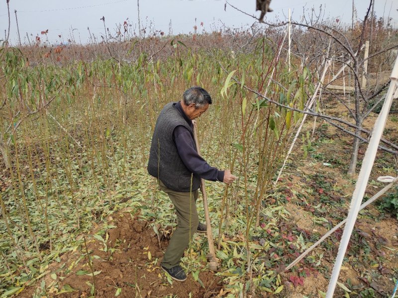 桃树苗水蜜桃苗黄桃寿桃盆栽地栽果树苗适应南方北方种植