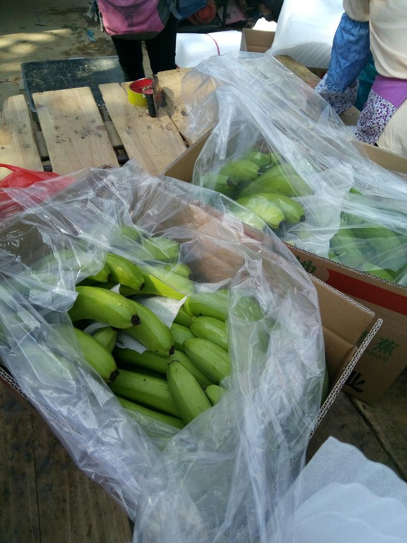 云南香蕉产地供货价格优惠可视频看货
