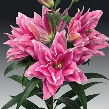 【优质】百合花重瓣百合花百合鲜切花一件代发