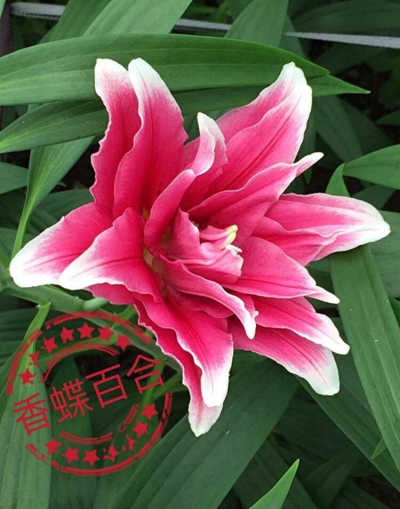 【优质】百合花重瓣百合花百合鲜切花一件代发