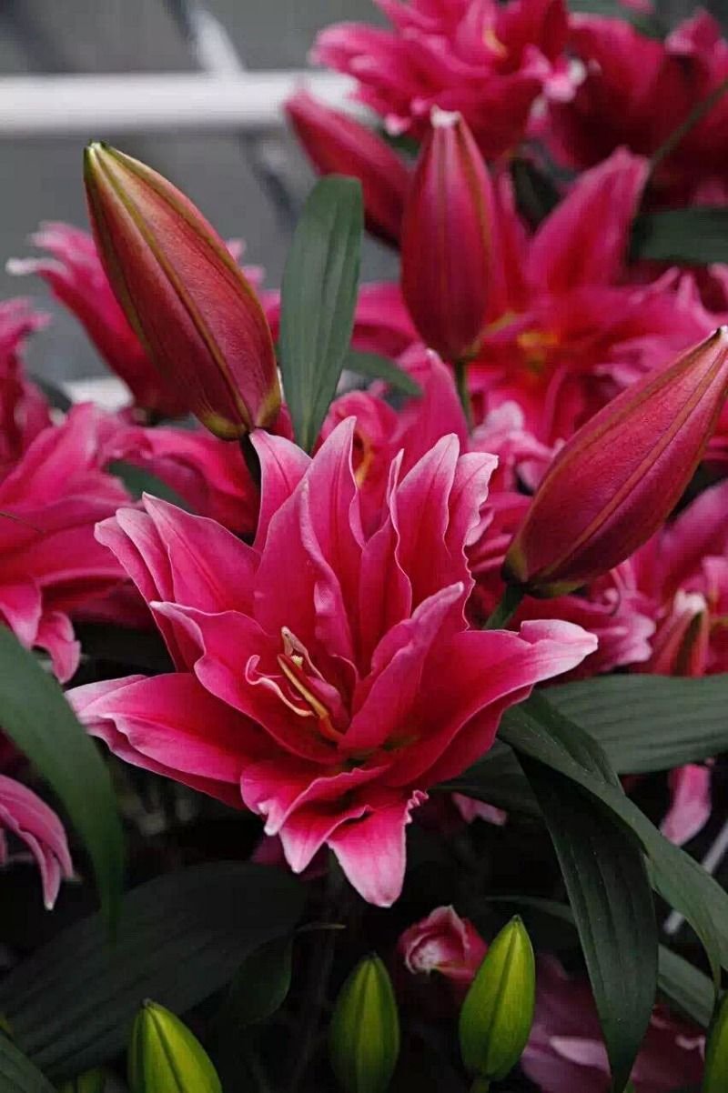 【优质】百合花重瓣百合花百合鲜切花一件代发