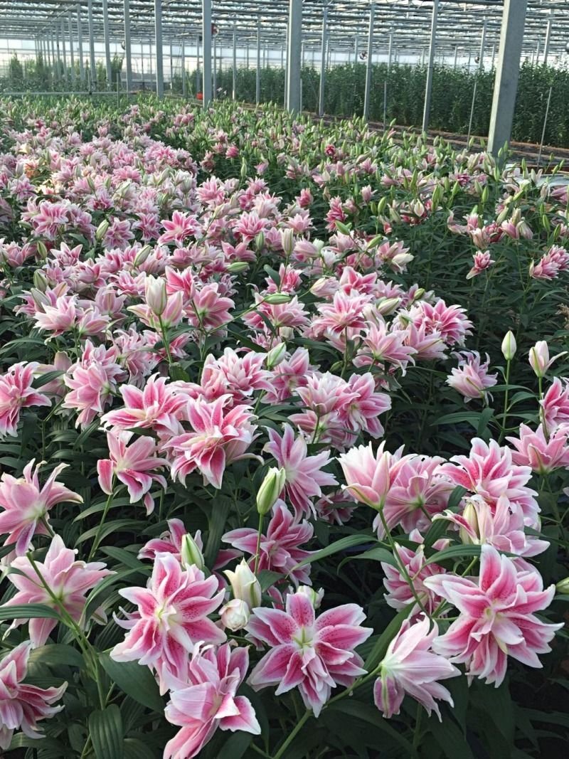 【优质】百合花重瓣百合花百合鲜切花一件代发