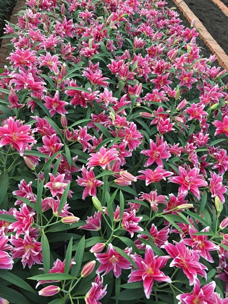 【优质】百合花重瓣百合花百合鲜切花一件代发
