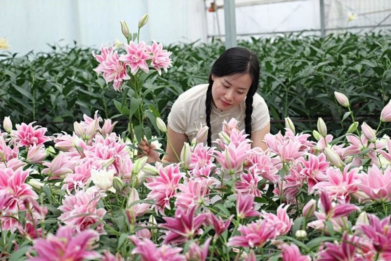 【优质】百合花重瓣百合花百合鲜切花一件代发