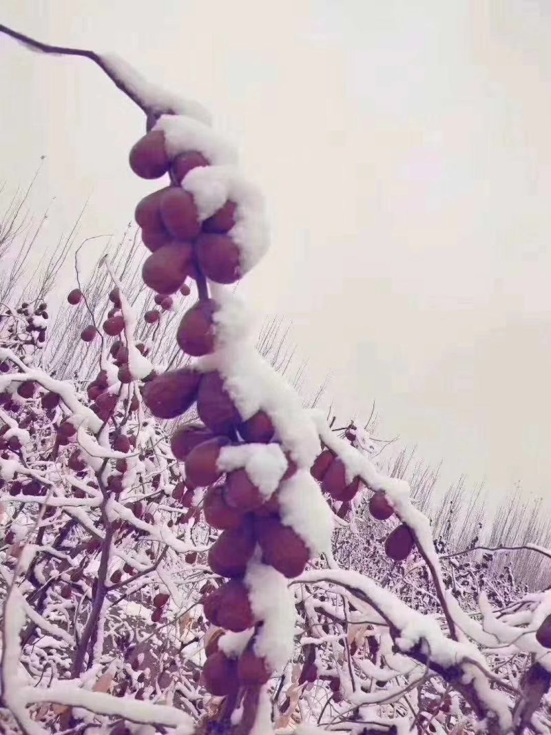 新疆若羌吊干灰枣