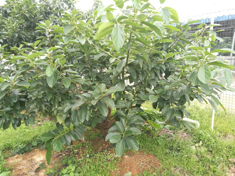牛油果（油梨）苗