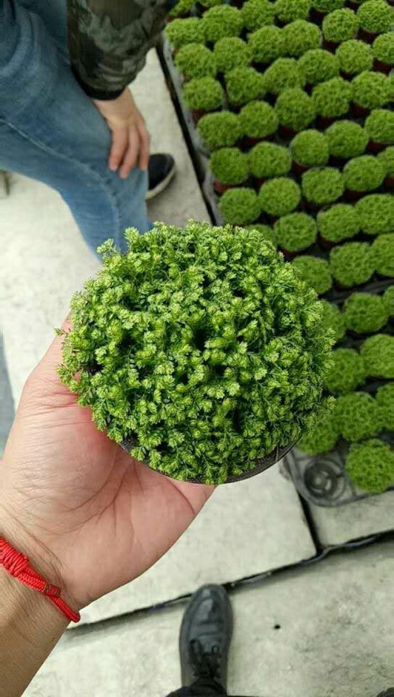 情人草