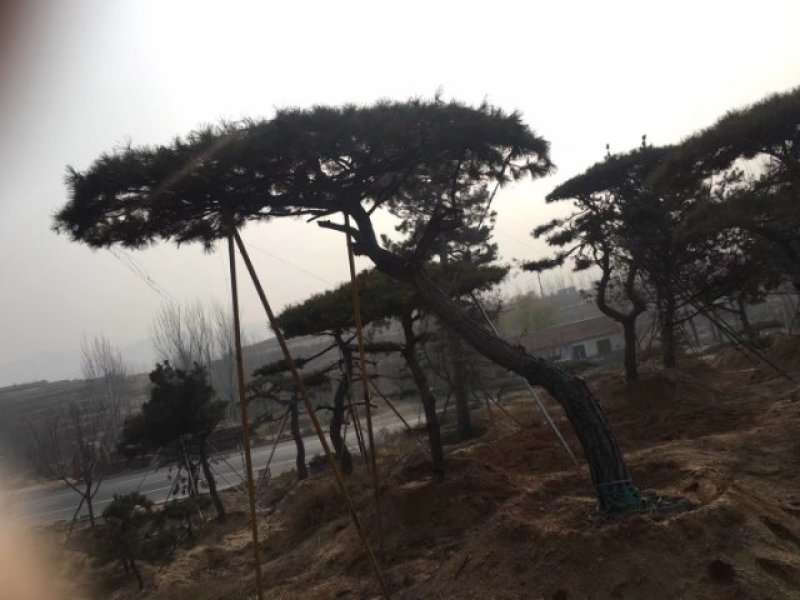 造型油松，造型黑松，景观松盆景，大型古松，
