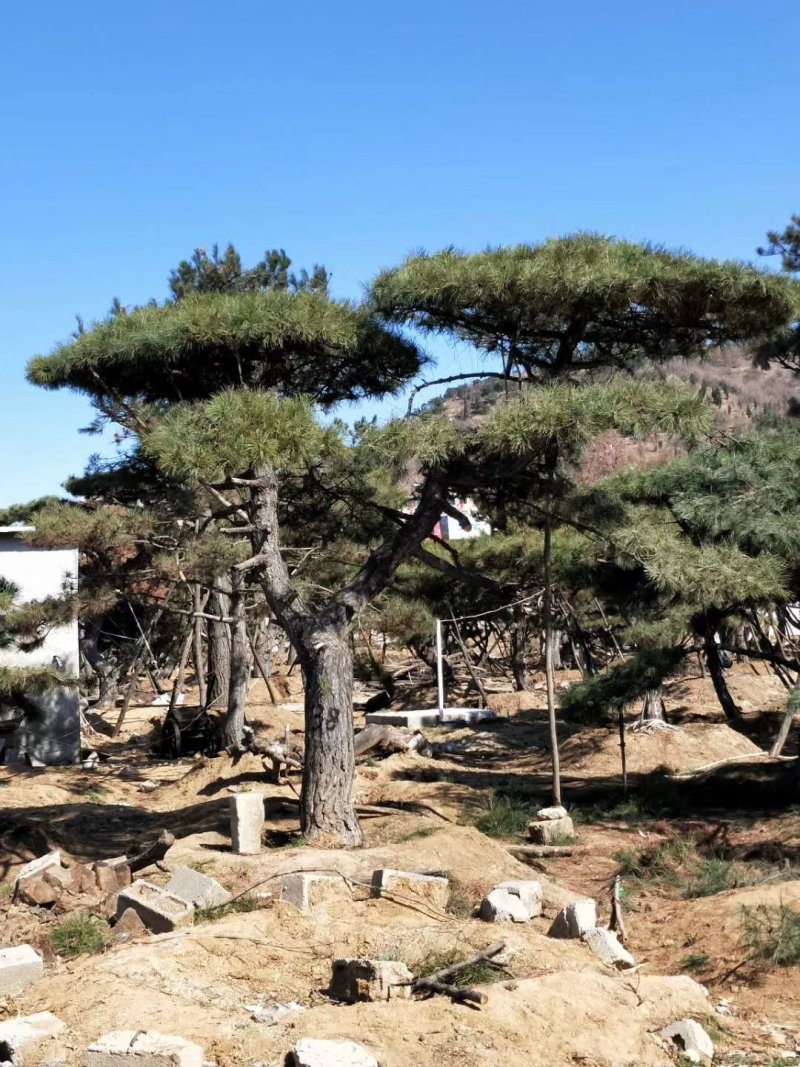 油松