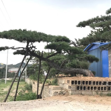 油松