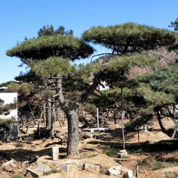 常年销售造型油松，造型黑松，大型古松，规格齐全，工程绿化