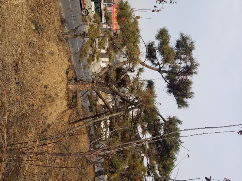 常年销售造型油松，造型黑松，大型古松，规格齐全，工程绿化