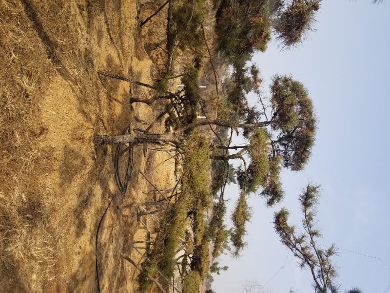 常年销售造型油松，造型黑松，大型古松，规格齐全，工程绿化