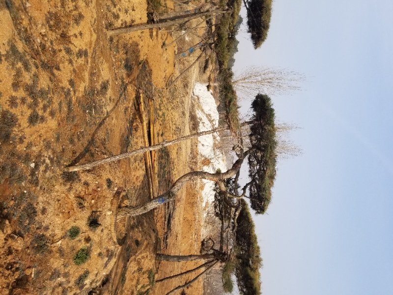常年销售造型油松，造型黑松，大型古松，规格齐全，工程绿化