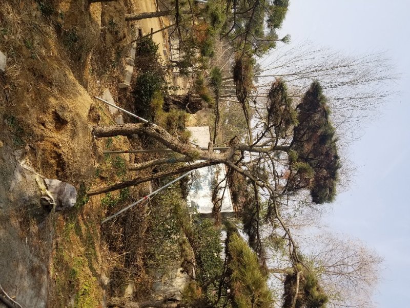 常年销售造型油松，造型黑松，大型古松，规格齐全，工程绿化