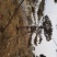常年销售造型油松，造型黑松，大型古松，规格齐全，工程绿化