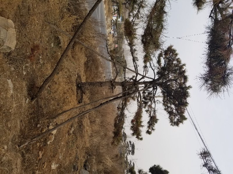常年销售造型油松，造型黑松，大型古松，规格齐全，工程绿化