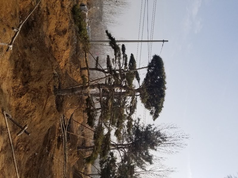 常年销售造型油松，造型黑松，大型古松，规格齐全，工程绿化