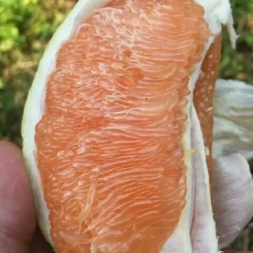 黄金蜜柚树上现采摘的鲜果，货源充足