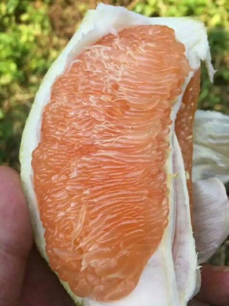 黄金蜜柚树上现采摘的鲜果，货源充足