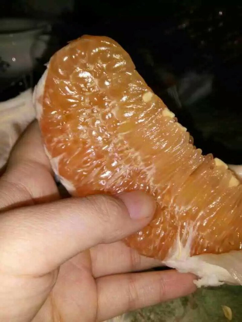 黄金蜜柚树上现采摘的鲜果，货源充足