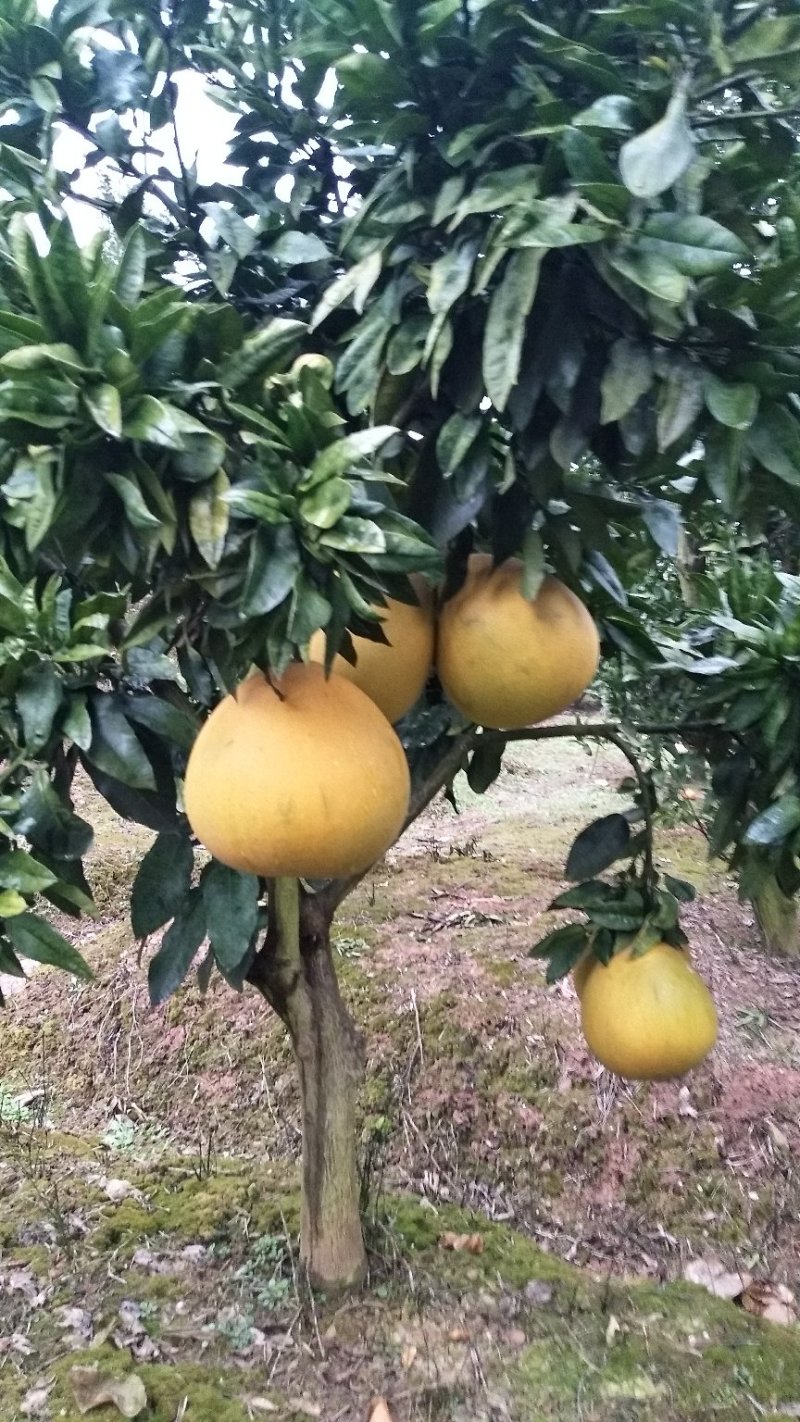 黄金蜜柚树上现采摘的鲜果，货源充足