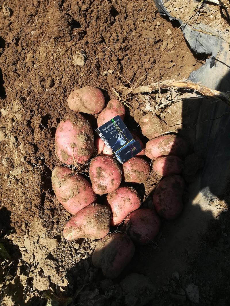 土豆原种荷兰十五希森V7黄心等各类土豆种子