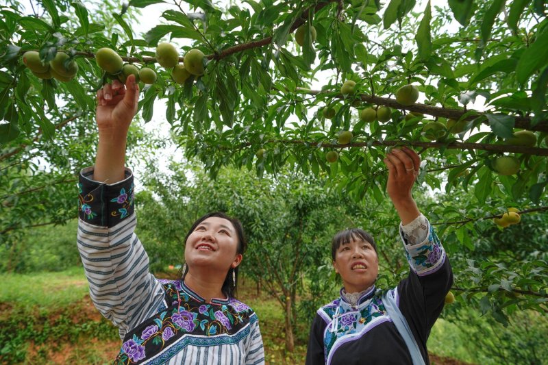 蜂糖李子苗