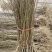 黄桃树苗80cm以上，基地直发，现挖现发货