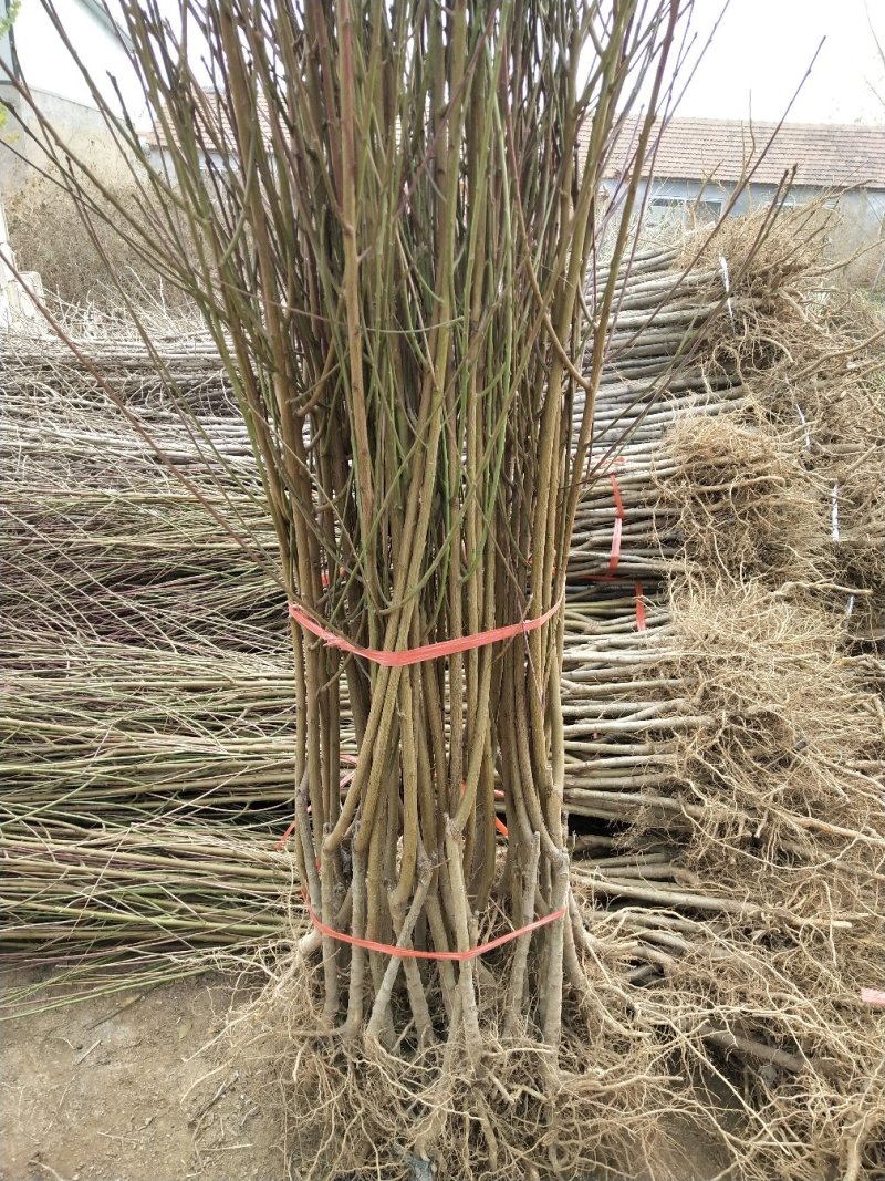 黄桃树苗80cm以上，基地直发，现挖现发货