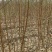 黄桃树苗80cm以上，基地直发，现挖现发货