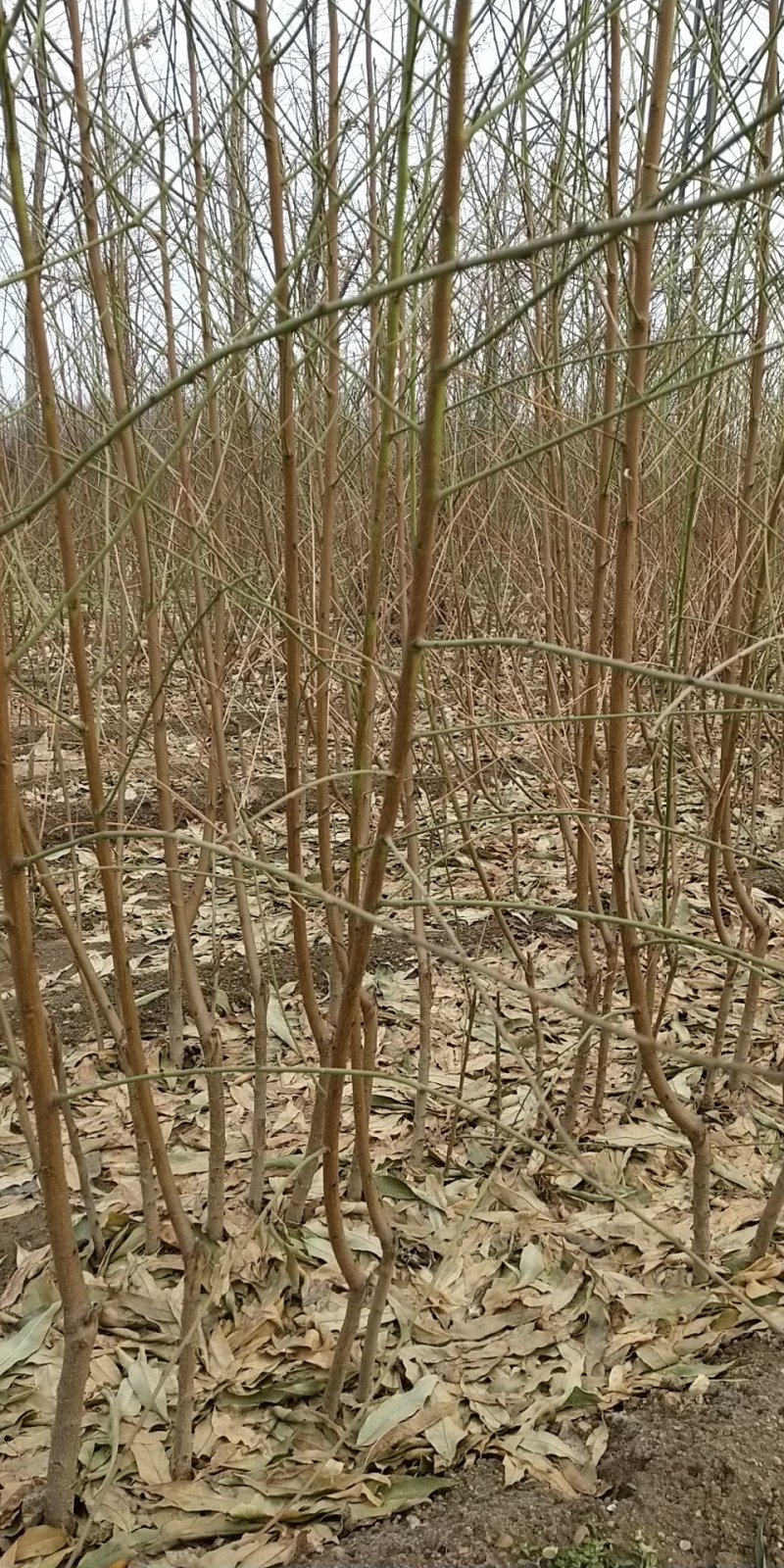 黄桃树苗80cm以上，基地直发，现挖现发货