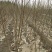 黄桃树苗80cm以上，基地直发，现挖现发货