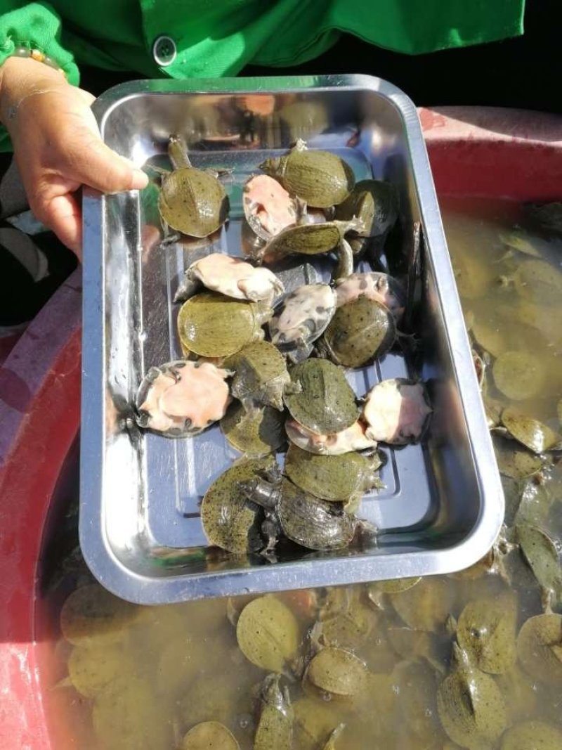 甲鱼苗