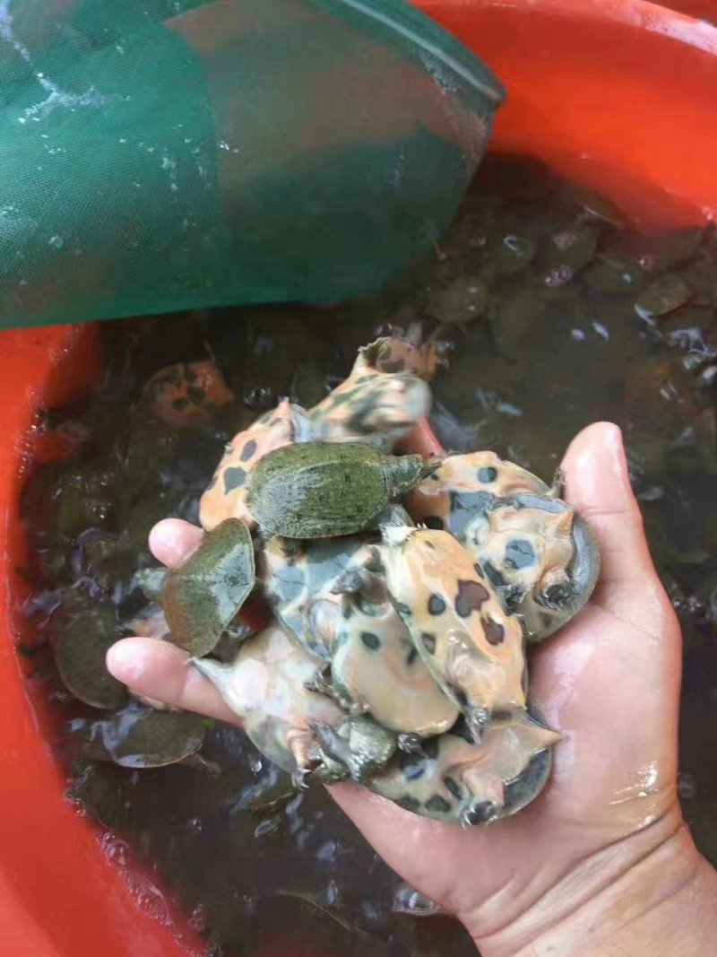 甲鱼苗